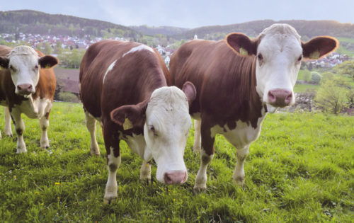 BIO ist für uns mehr als nur ein Siegel. 
Neben der Erfassung, Einlagerung, Aufbereitung und Vermarktung von BIO-Getreide sowie Mostobst, bieten wir ein umfangreiches und wohl sortiertes Angebot an Betriebsmitteln und Erzeugnissen für unsere BIO-Landwirte in der Region.