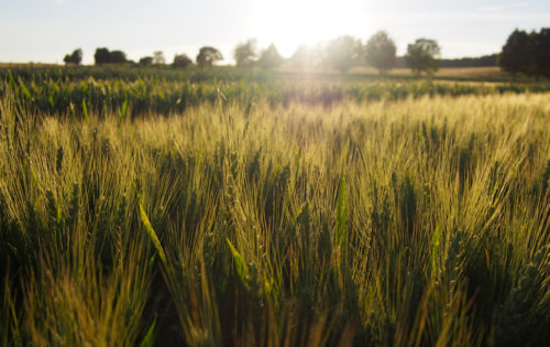 Zu jeder Jahreszeit und zu jedem Bedarf liefern und beraten wir hochwertige Produkte und Dienstleistungen für den qualitätsorientierten Landwirt und Gärtner.