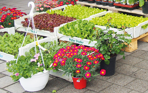 Für Freizeitgärtner wie auch gewerbliche Gärtnereien bieten wir saisonale Produkte und bewährte Werkzeuge für Tier und Garten, denn was wäre das Landleben ohne Tiere?