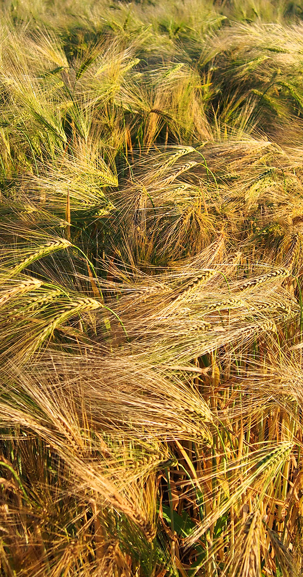 Triticale