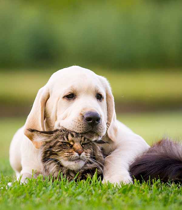 Hund und Katze